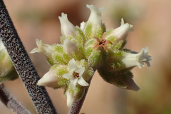 Crassula sericea sericea