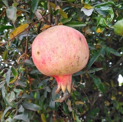 Punica granatum