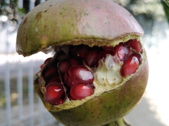 Punica granatum