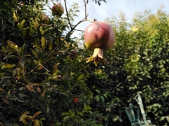 Punica granatum