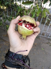 Punica granatum