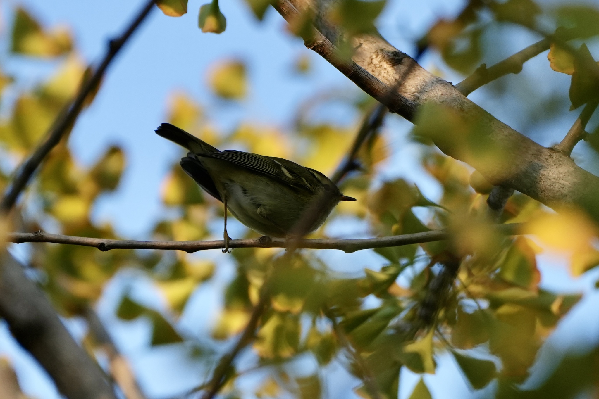 Yellow-browed Warbler