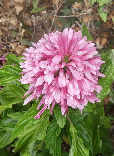 Justicia carnea image