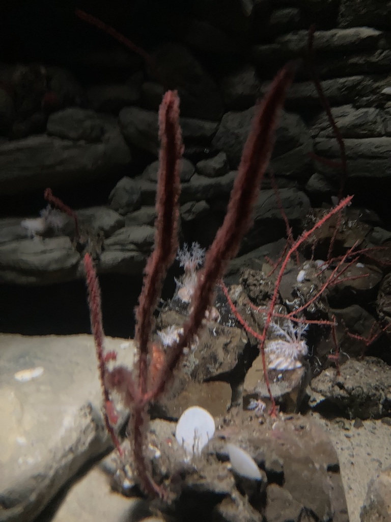Red Rope Coral