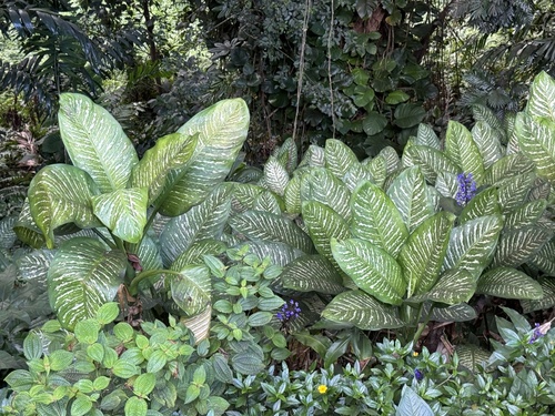 Dieffenbachia seguine observed 2025-10-20