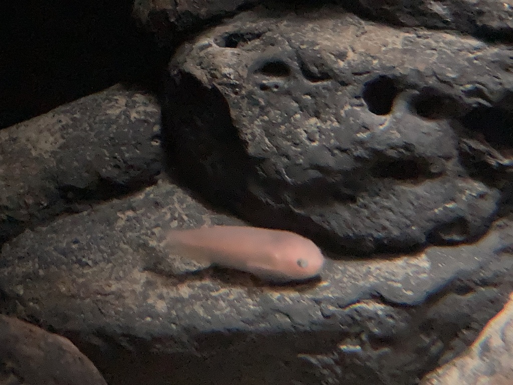 Rough Snailfish