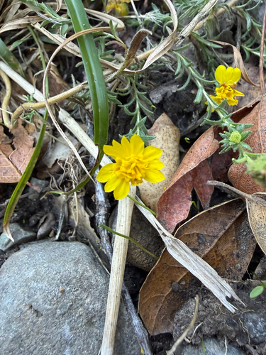 Heermann's tarweed (Holocarpha heermannii)