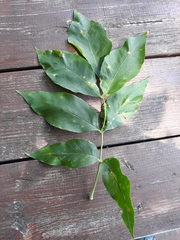 Fraxinus pennsylvanica subintegerrima