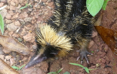 Hemicentetes semispinosus