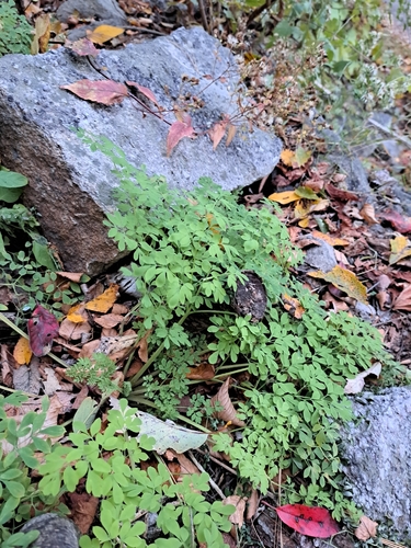 climbing fumitory (Adlumia fungosa)