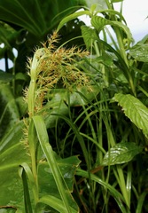 Rhynchospora polyphylla