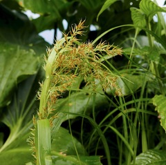 Rhynchospora polyphylla