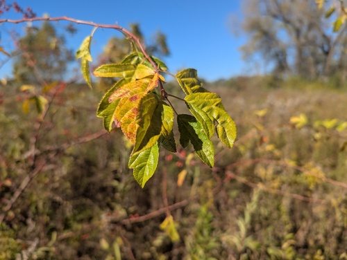 Malus toringo, photograph 1