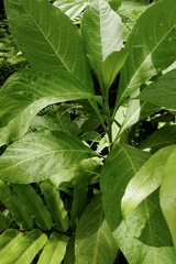 Iochroma arborescens