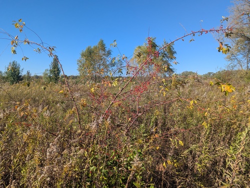 Malus toringo