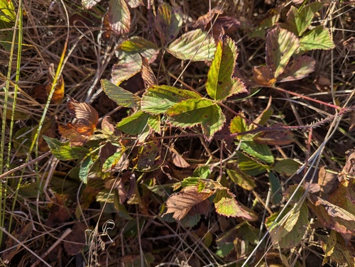 Fuller's bristly dewberry (Rubus fulleri)