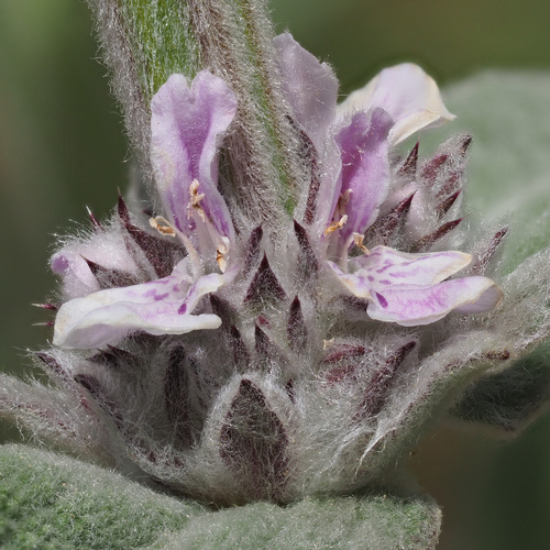 Representative image of Stachys cretica cretica