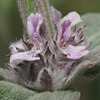 Stachys cretica cretica - Photo (c) Felix Riegel, some rights reserved (CC BY-NC), uploaded by Felix Riegel