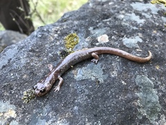 Plethodon asupak
