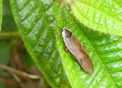 Hedaia angulata