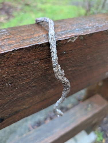 Australian Elapids (inc. Sea Snakes) sighting