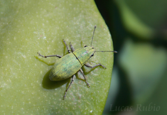 Pantomorus viridisquamosus