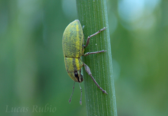 Pantomorus viridisquamosus