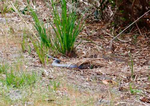 Red-bellied Black Snake sighting