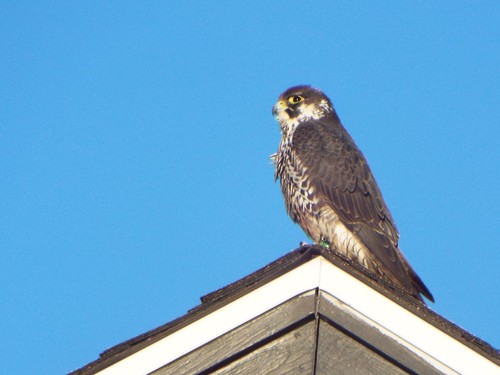 アメリカハヤブサ (亜種 Falco peregrinus anatum) · iNaturalist