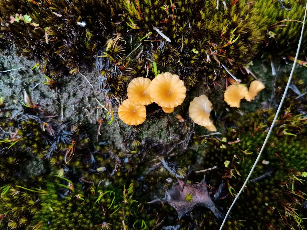 Lichenomphalia chromacea · October 2025 · photo: © grampianshiker (iNaturalist, cc-by)
