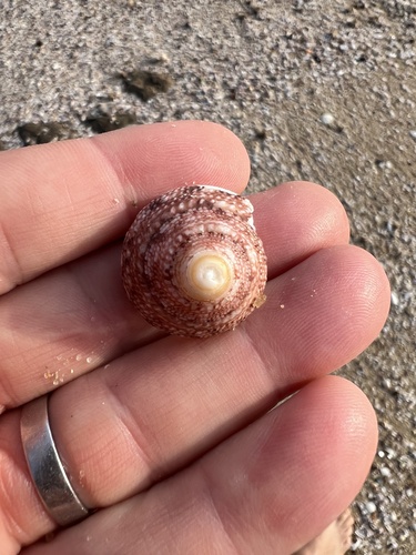 Trochus nigropunctatus observed 2025-10-18
