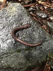 Plethodon stormi