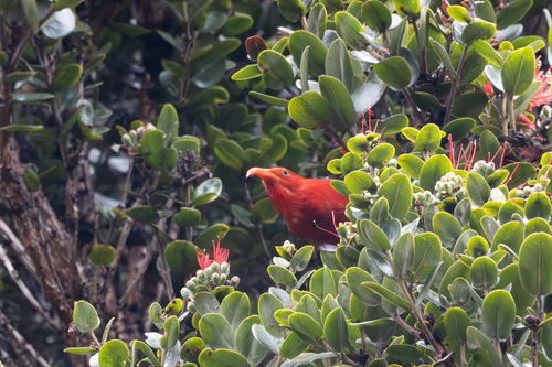 Vestiaria coccinea observed 2025-10-17