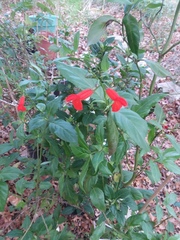 Salvia miniata