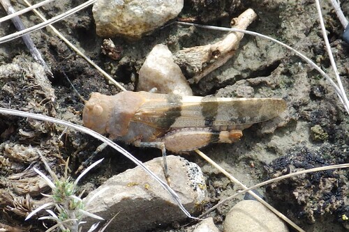 Barren Land Grasshopper