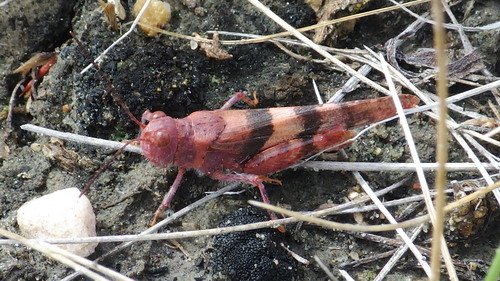 Barren Land Grasshopper
