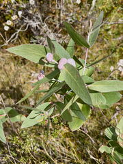 Eucalyptus tenuiramis, photograph (c) Bob Walker, some rights reserved (CC BY)