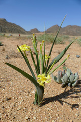 Moraea schlechteri