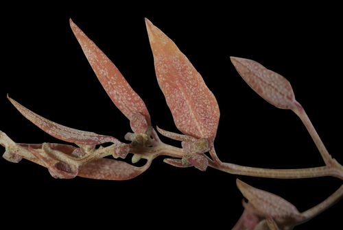 Maritime Saltbush (Atriplex acadiensis)