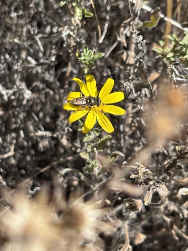 Unknown species found near Zion National Park, Virgin, UT, US