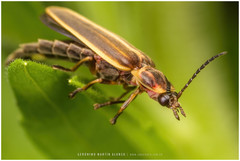 Photinus signaticollis