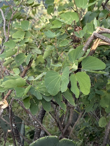 Chihuahuan orchid tree (Bauhinia macranthera)
