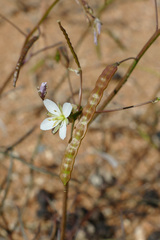 Heliophila variabilis