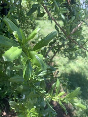 Escallonia illinita
