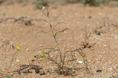 Heliophila variabilis