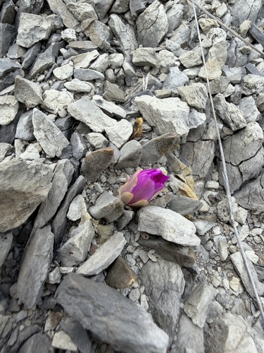 Ariocarpus scaphirostrus