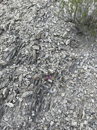 Ariocarpus scaphirostrus