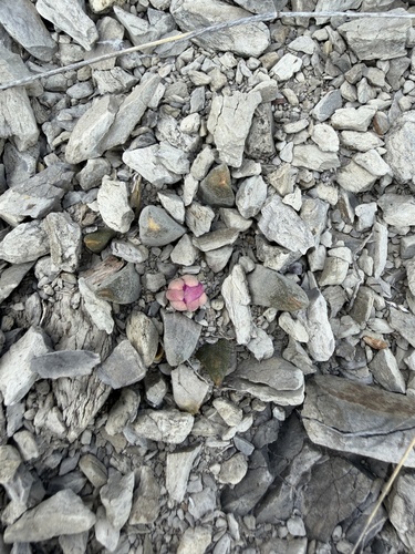 Ariocarpus scaphirostrus
