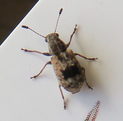 Cacephatus