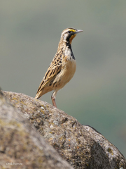 Macronyx flavicollis